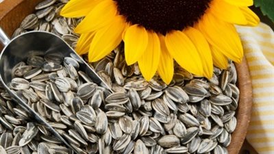 7 فوائد لـ«اللب السوري» تجعلك تتناوله يوميًا