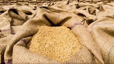 مصر تسمح بدخول شحنة القمح الروسي المصابة بالإرجوت بعد إعادة تحليلها