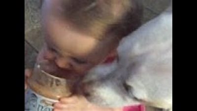 بالفيديو والصور.. طفلة تثير ضجة بتناول الطعام مع كلبها