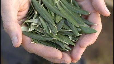 ورق الزيتون علاج نهائي لمرض السكر