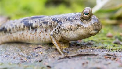 بالفيديو والصور.. العثور على مخلوق غامض في بحيرة طينية