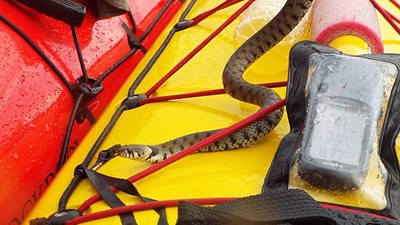 بالصور.. ثعبان يثير رعب راكب قارب