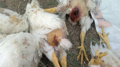 «الثروة الداجنة»: فيروس نيوكاسل يمكنه تدمير مزرعة بالكامل