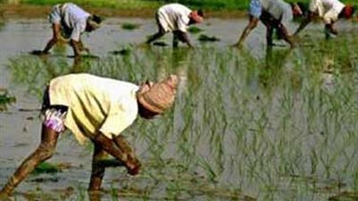 «زراعة القليوبية»: ضبط 10795 مخالفة لزراعة الأرز