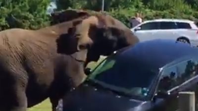 أشرس هجمات الفيلة على البشر (فيديو)