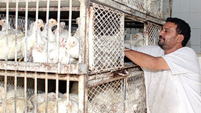 النشرة الاقتصادية.. وأبرزها: توقعات بانخفاض أسعار الدواجن