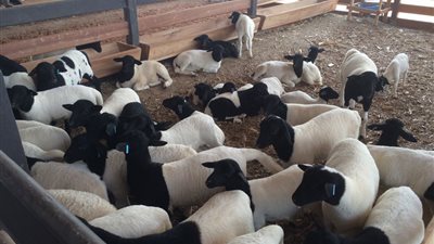 تعزيز الاستثمار بين مصر وغينيا الاستوائية في الأسماك والثروة الحيوانية