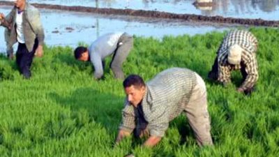«الأرز».. «رزق» أهالي الفيوم الذي قضى عليه وزير النقل «تقرير»