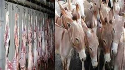 «التموين»: البرلمان طالبنا بكشف جهود الرقابة في محاصرة ذبح الحمير