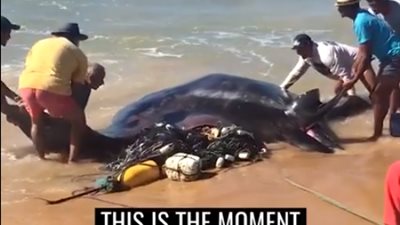 بالفيديو.. رجل ينقذ سمكة ضخمة من الموت على أحد الشواطئ