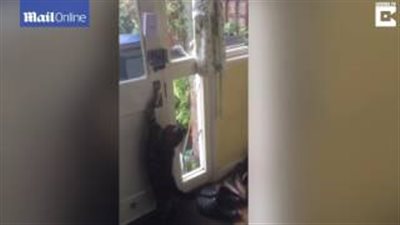 بالفيديو والصور.. قطة تتعلم خدعة ماكرة بمنزل أصحابها