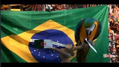 ببغاء بلجيكي يثير الرعب قبل مواجهة الجزائر