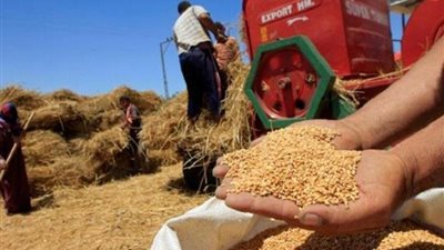 مسئول تمويني: «طحن النقرة» أثناء توريد القمح المحلى يفتح باب التلاعب