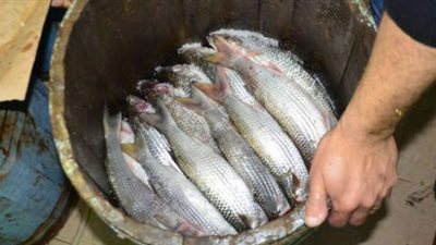 «التموين»: طرح 150 طن سمك وكيلو الفسيخ بـ100 جنيه في شم النسيم