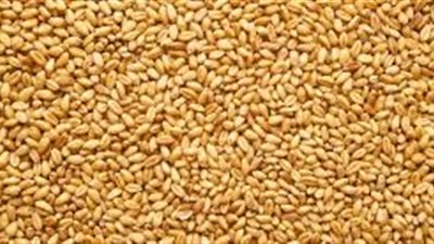 روسيا تقول إن مصر قبلت شحنة القمح بعد فحص ثانٍ