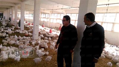 زراعة جنوب سيناء تستعد لبيع دواجن مخفضة للأهالي