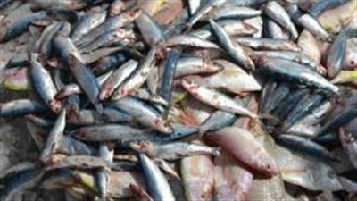 مصادرة ١١طن «أسماك مملحة» فاسدة قبل طرحها بالأسواق في الإسماعيلية