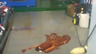 بالفيديو والصور.. لحظة فرار أخطبوط من حوض للأسماك