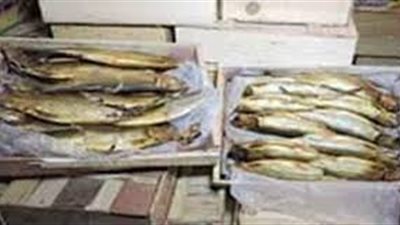 ضبط رنجة منتهية الصلاحية داخل مصنع في الخانكة