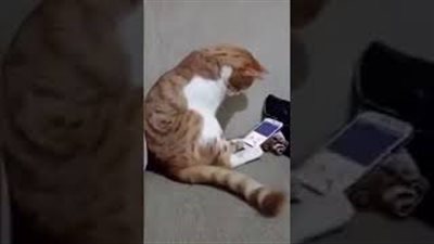 رد فعل مؤثر لقط شاهد صورة مالكه المتوفى على الهاتف (فيديو)