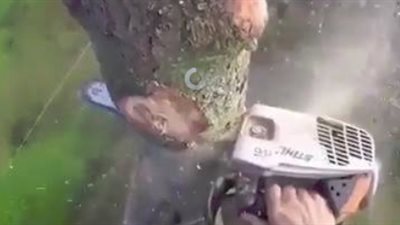 أخطر عمل لرجل في قطع الأشجار (فيديو)