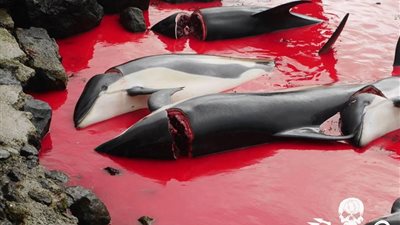 مذبحة لقتل مئات الدلافين والحيتان على يد صيادين جزر فارو (فيديو)