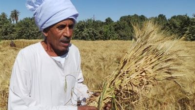 4 مطالب لمزارعى القمح من التموين عند بدء التوريد من منتصف أبريل