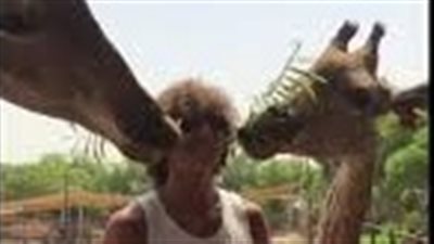 زرافتان تلتهمان شعر نجم منتخب البرازيل (فيديو)