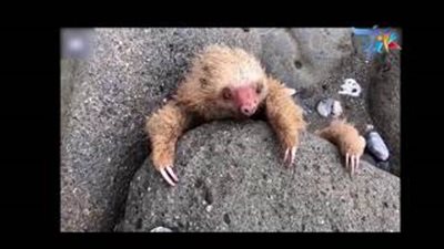 إنقاذ صغير حيوان الكسلان عالق بين صخور (فيديو وصور)