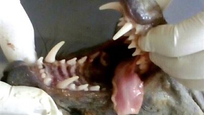 شاهد.. العثور على المخلوق الأسطوري «تشوباكابرا»