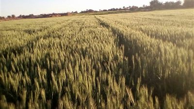 زراعة 180 ألف فدان قمح بالوادي الجديد (صور)