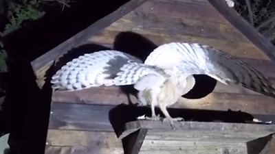 بالفيديو.. خطة ذكية من قطة لسرقة طعام بومة