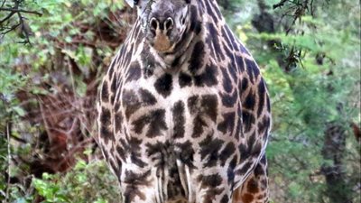 شاهد.. لقطة لزرافة بدون رقبة طويلة تثير ضجة على الإنترنت