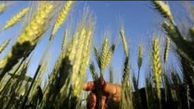 زراعة 900 ألف فدان قمح بنظام المصاطب