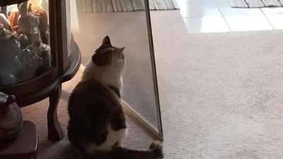 بالصور.. أطرف التعليقات على مواقف القطط الغريبة