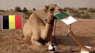 كلاكيت تاني مرة.. الجمل «شاهين» يفشل ويتوقع فوز الجزائر