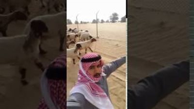 بالفيديو.. خروف يضع سعوديا في موقف محرج