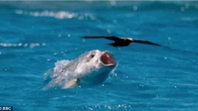 بالفيديو والصور.. قفزة نادرة في الهواء لسمكة للحصول على طائر