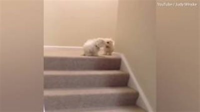 بالفيديو والصور.. صراع بين كلبين ينتهي بمأساة