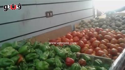 بالفيديو.. استقرار أسعار الخضار بالأسواق