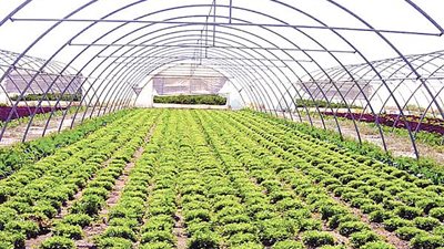 «مشروع زراعة النباتات الطبية».. مستقبل الصناعات الدوائية