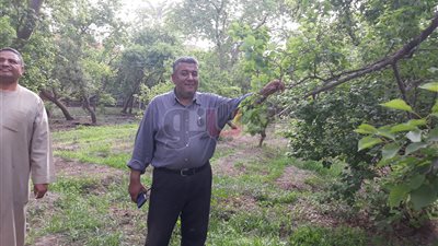 «العَمَار» إمبراطورية المشمش بالقليوبية.. أهالي القرية يروون حكاية شجرة الغلابة.. البذرة عمرها 250 عاما.. يوسف والي تسبب في تقليص مساحة المحصول.. ومطالب باهتمام الدولة (فيديو وصور)