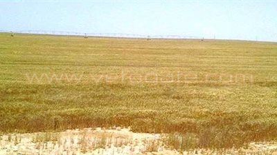 الصور الأولى لمحصول القمح بمشروع الـ1.5 مليون فدان قبل زيارة السيسي