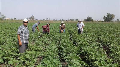 الدقهلية تتوسع في زراعة القطن بمساحة 51 ألفا 356 فدانا