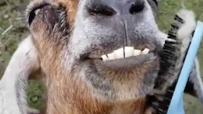 ابتسامة بلهاء لماعز بسبب صاحبتها (فيديو وصور)