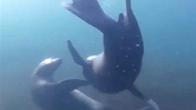 كلب بحر يحاول قضم يد غواص (فيديو وصور)