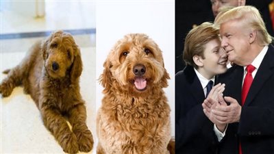 بالصور.. علاقة زعماء العالم بالحيوانات.. الكلبة «كنزي» صديقة أبناء رئيس الوزراء الكندي.. «بوتين» يعشق الحيوانات المفترسة والبحرية.. الملكة إليزابيث تربي 30 كلبا.. و«تريزا ماي&