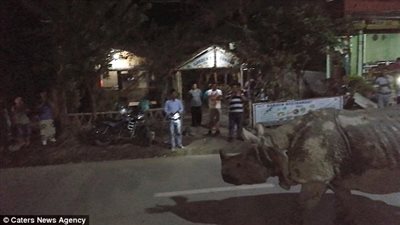 بالفيديو والصور.. وحيد قرن يتجول في شارع بقرية صغيرة