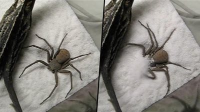 أغرب طريقة عنكبوت في نصب كمين لفريسته (فيديو)