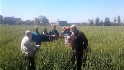 27 شونة ومضربا وصومعة لاستقبال 245 ألف طن قمح بالدقهلية